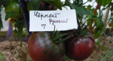 Popis černé ruské odrůdy rajčat, výnosu a kultivace